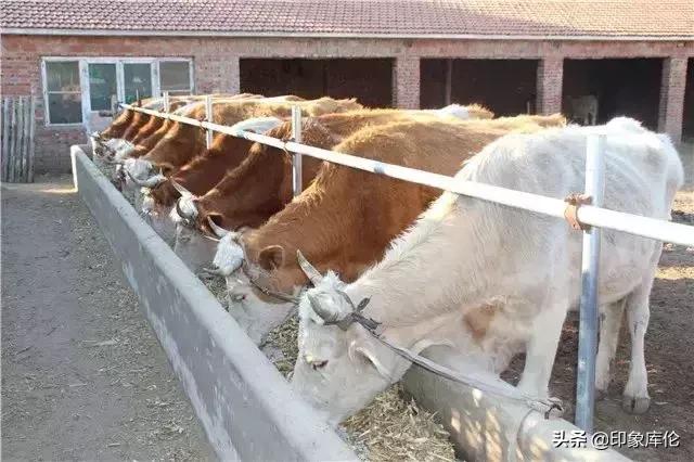 今年通辽库伦旗新闻,库伦新闻视频