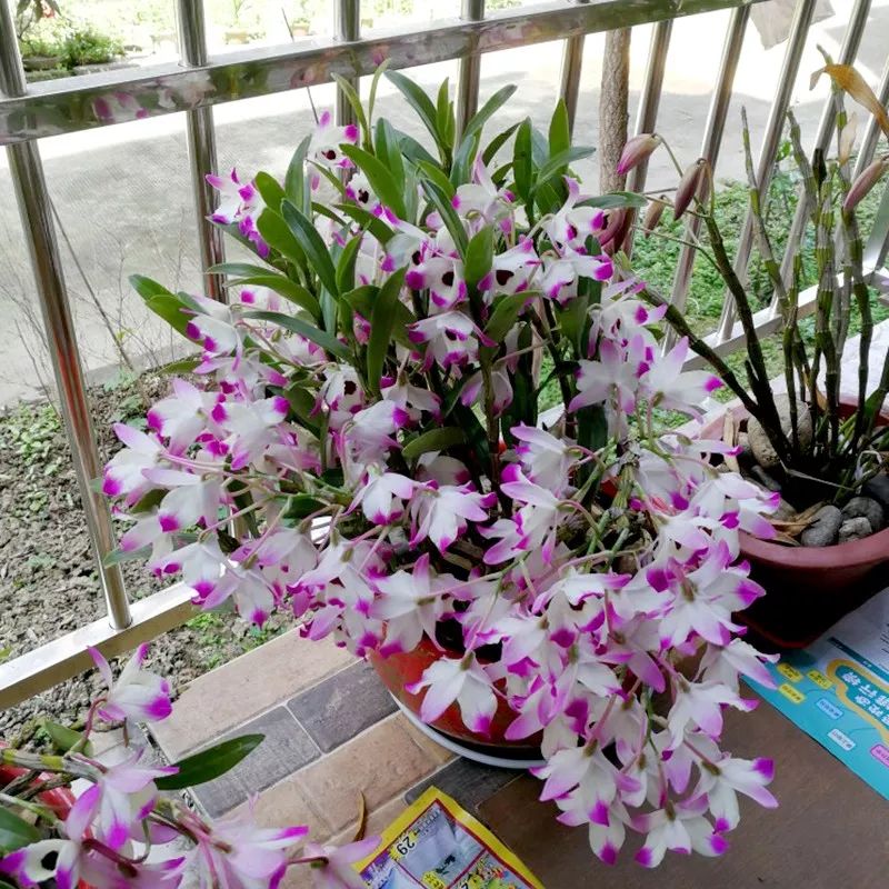 哪种兰花最好养四季开花又很香,春节养什么兰花最香好看