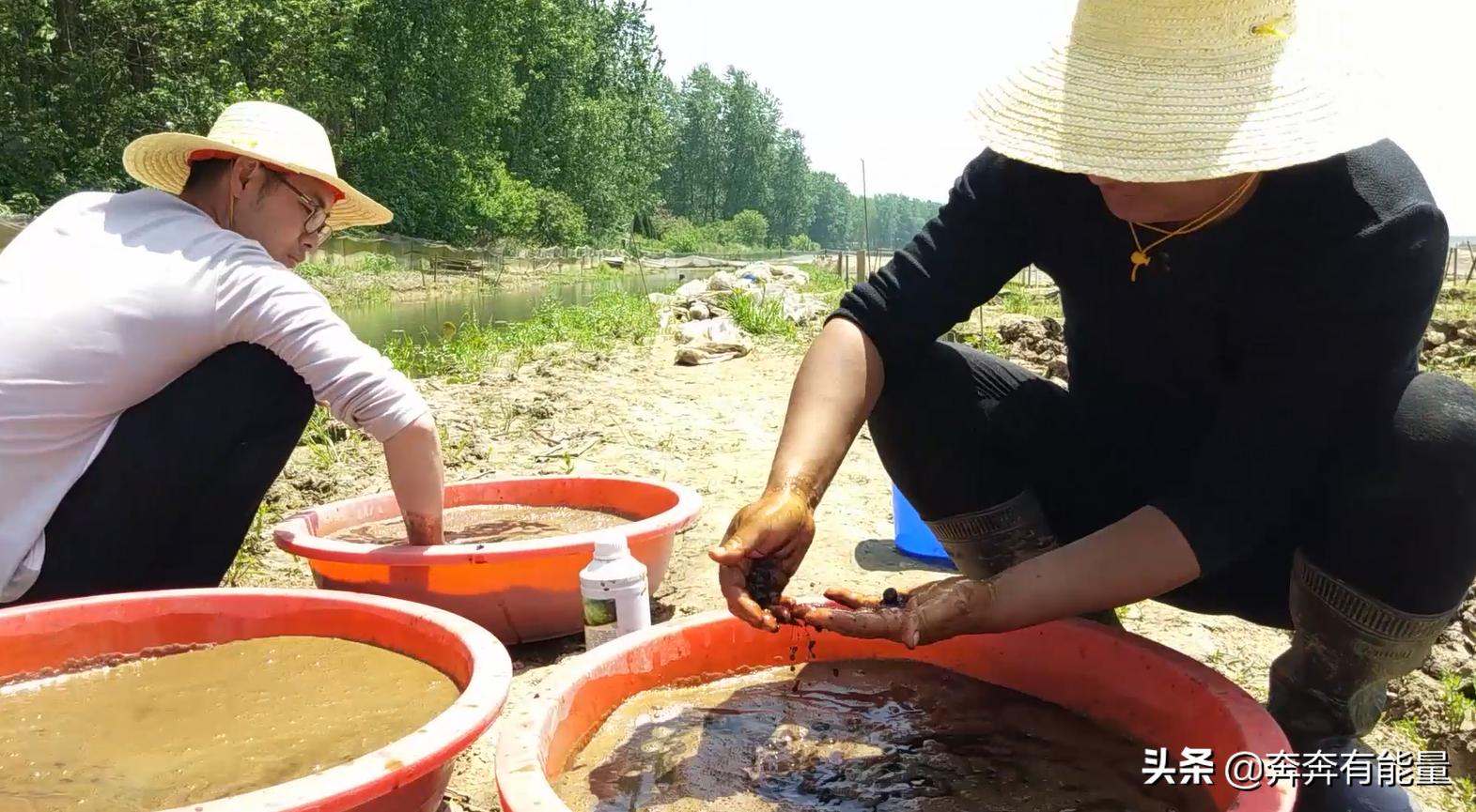 池子水浑浊,15天了蝌蚪还长不大,谁在捣乱?青蛙到了养殖关键期
