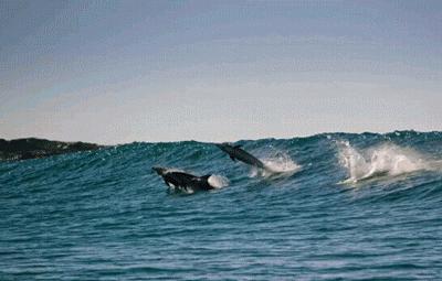 现在海水污染海鲜有毒吗,海水被污染了海鲜还能吃吗