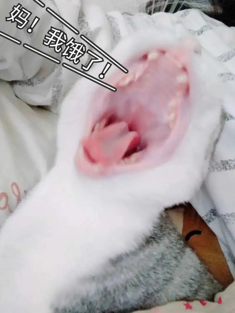 猫粮到底是什么味道,偷尝了一口,噫……