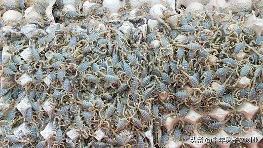 蝎子养殖的知识和方法,养蝎子十养九不成原因