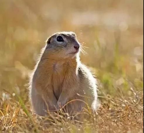 我不是大眼萌我是鼠疫最大移动储存库