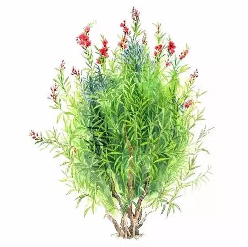 十种不同树叶的画法,五种不同树木的画法简单的