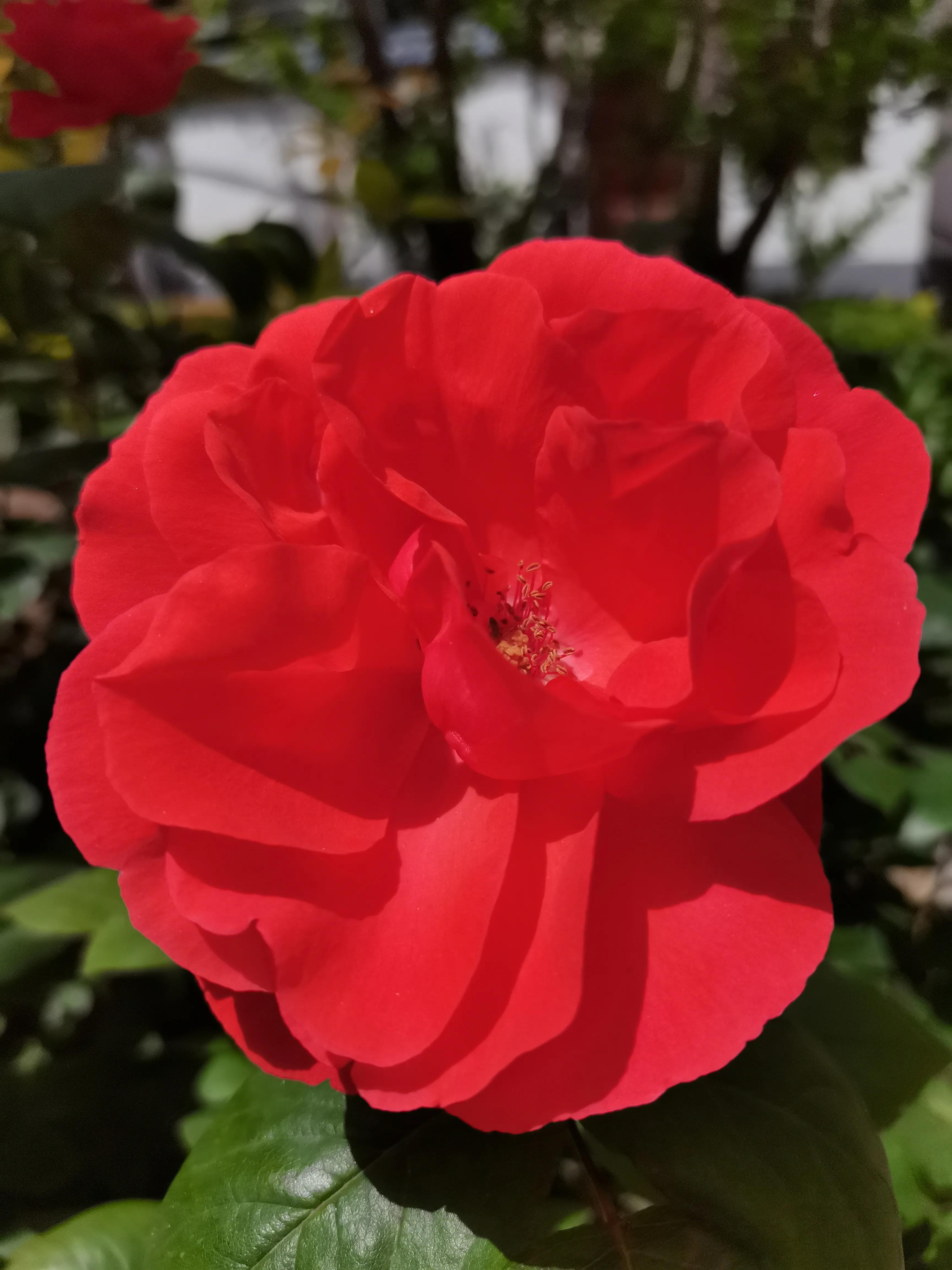 中国诗歌周刊第185期,中国诗歌报