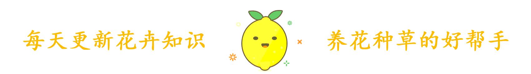 彩色马蹄莲怎么养才开花快,马蹄莲开花期间养护注意什么问题