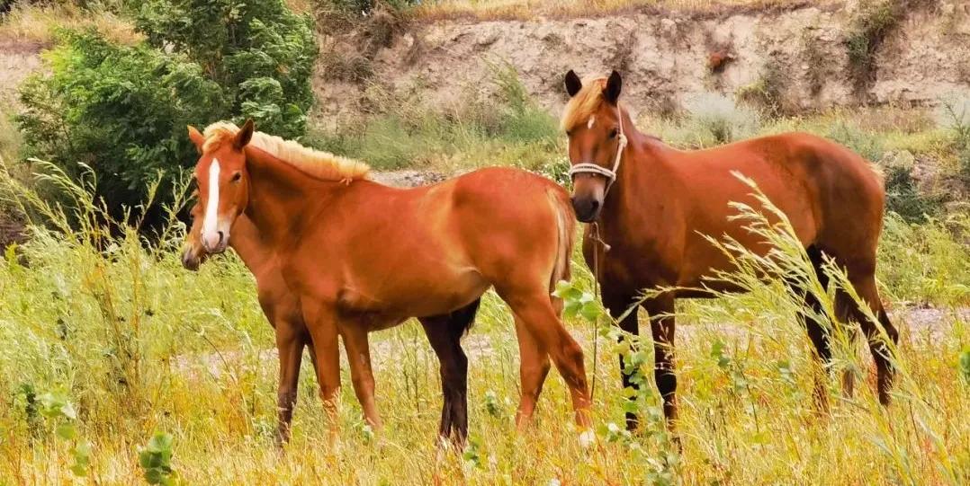 美丽伊犁简介,美丽新疆伊犁