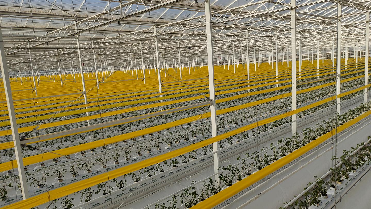 【加快项目建设推进高质量发展】戈壁滩崛起“农业工厂”——古浪越海农业书写古浪现代农业新篇章