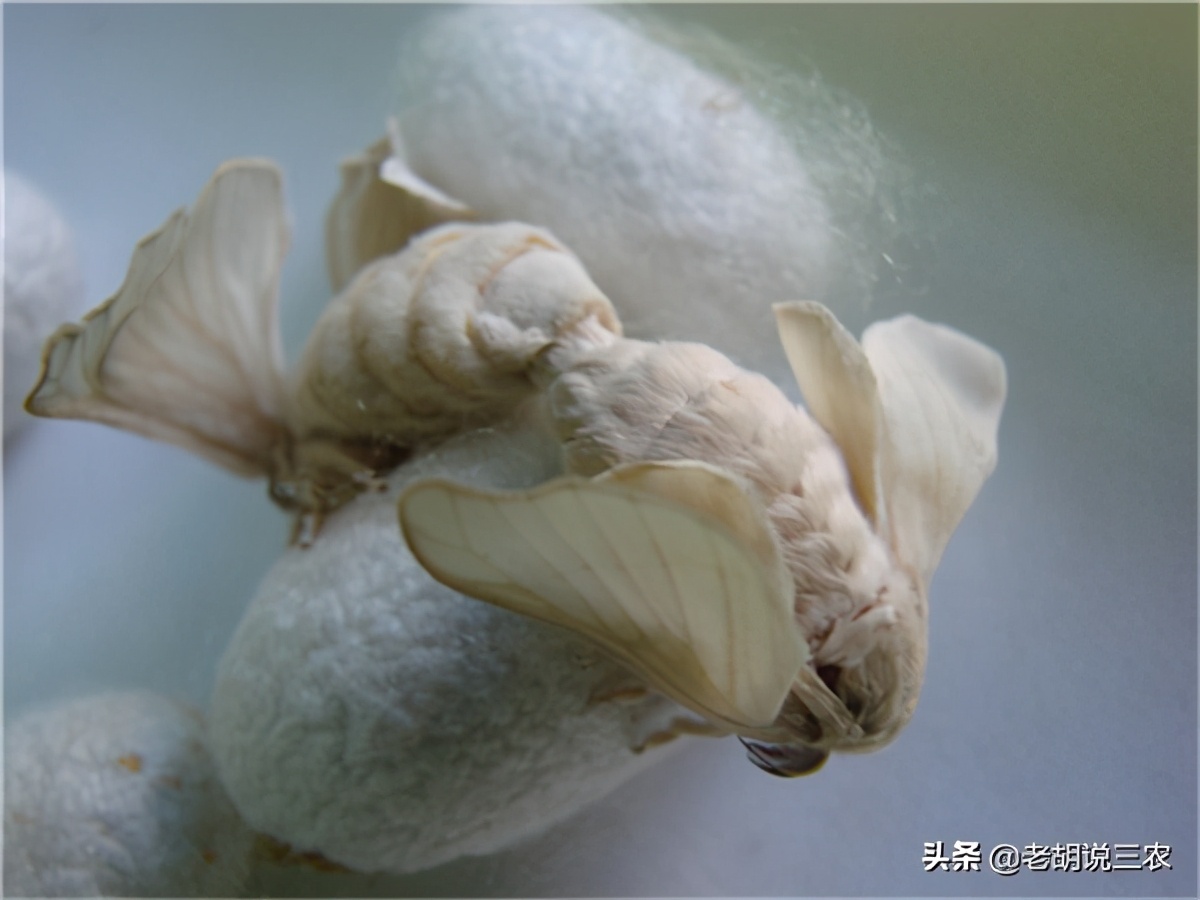 老农说：“一旦公羊欲望差，雄蚕蛾儿请到家”，雄蚕蛾儿有用吗？