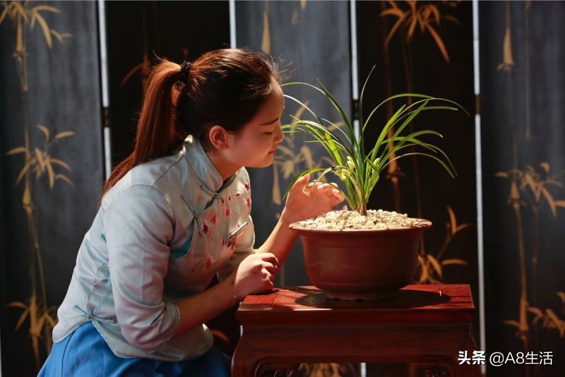 2019蕙兰端梅价格,每日一品花卉