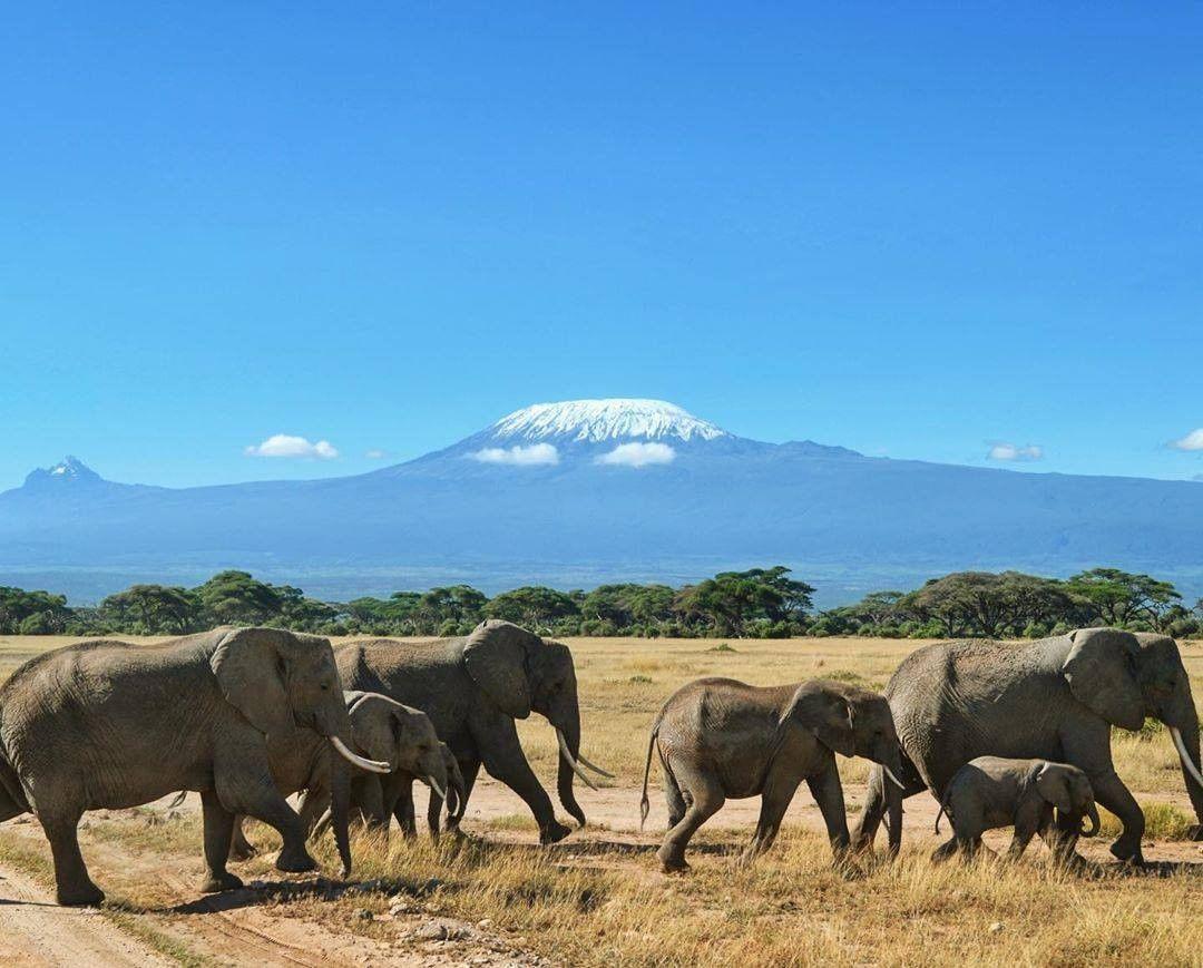 鬣狗猎杀小象,鬣狗攻击小象全过程