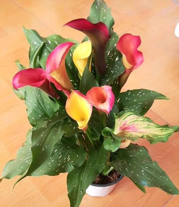 马蹄莲花到了开花时为什么不开花,马蹄莲叶子发黄怎么回事