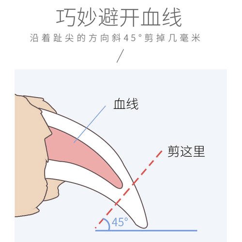 剪破狗狗指甲怎么处理,狗狗修剪指甲狗狗的反应