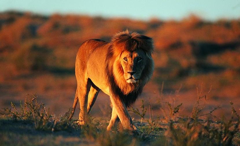 老虎VS狮子，会碰撞出怎样的火花？打得真厉害