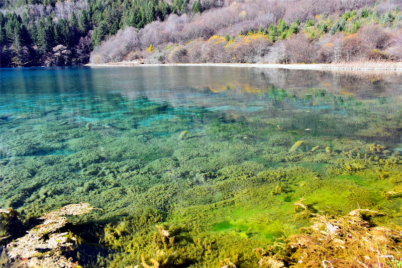 置身于童话中的九寨沟,畅游人间仙境黄龙九寨沟七日游