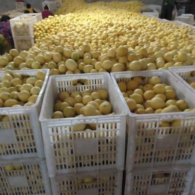 满地的柠檬卖不出去，驻村书记主动挑大梁，每斤5块钱