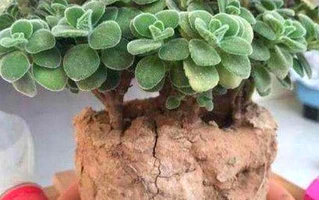 如何改善板结的养花土,花盆土壤板结怎么样松土不伤根