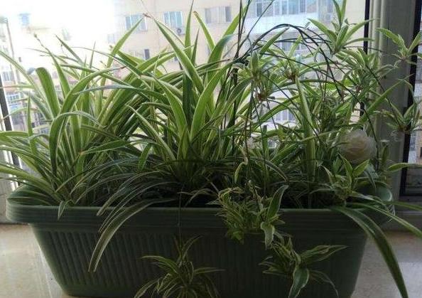 家庭盆栽金边吊兰的养护方法,金边吊兰怎么养才能更旺盛长得快