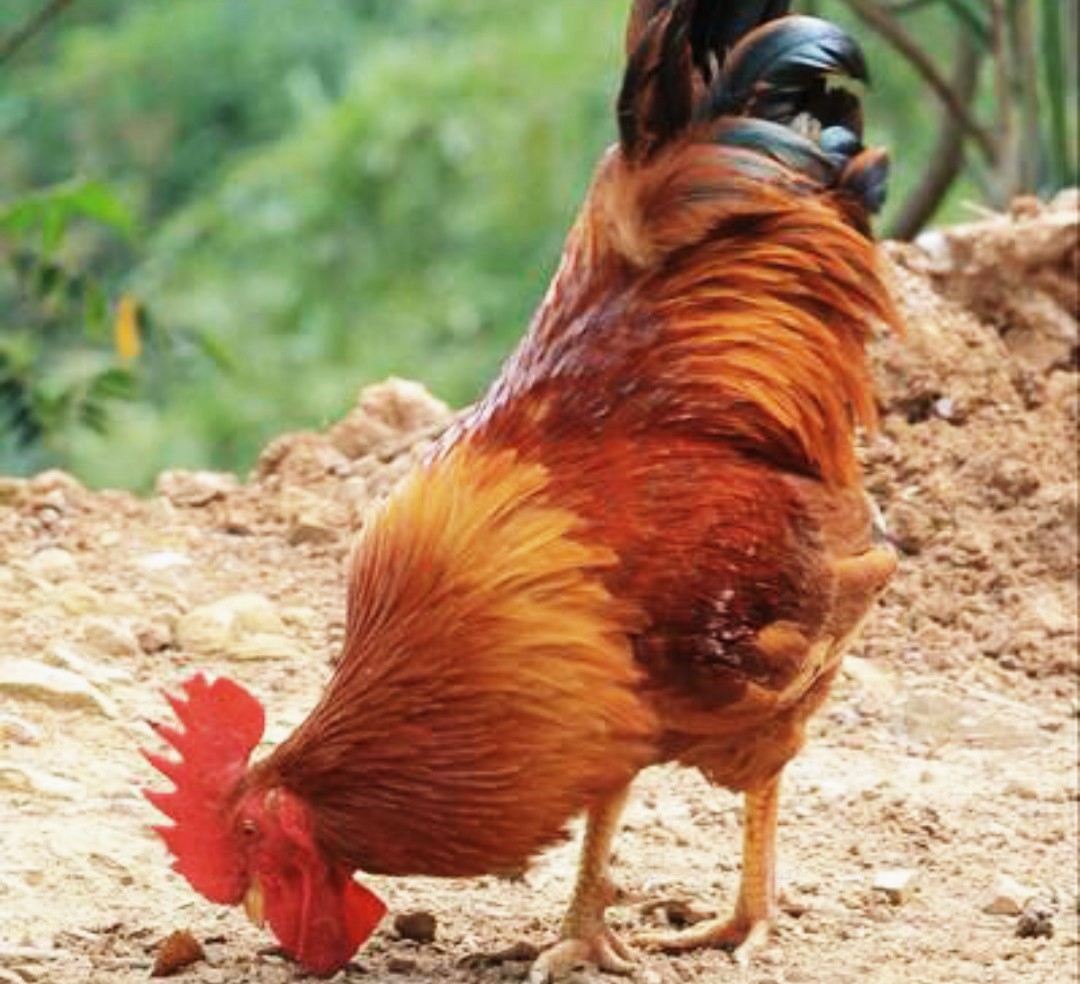 养殖土鸡模式,土鸡养殖技术及销售方法