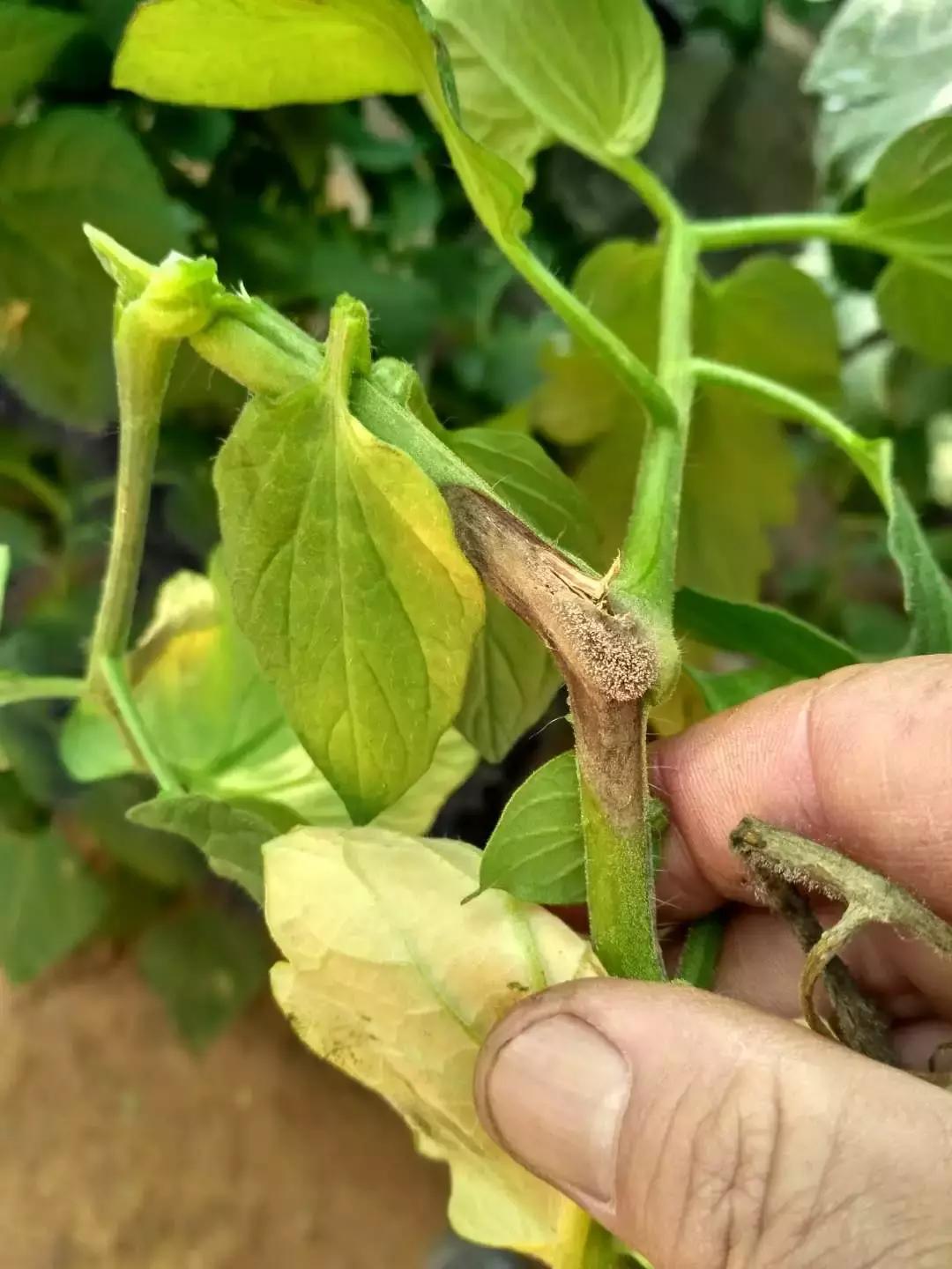 老崔说植保,老崔讲经济农作物