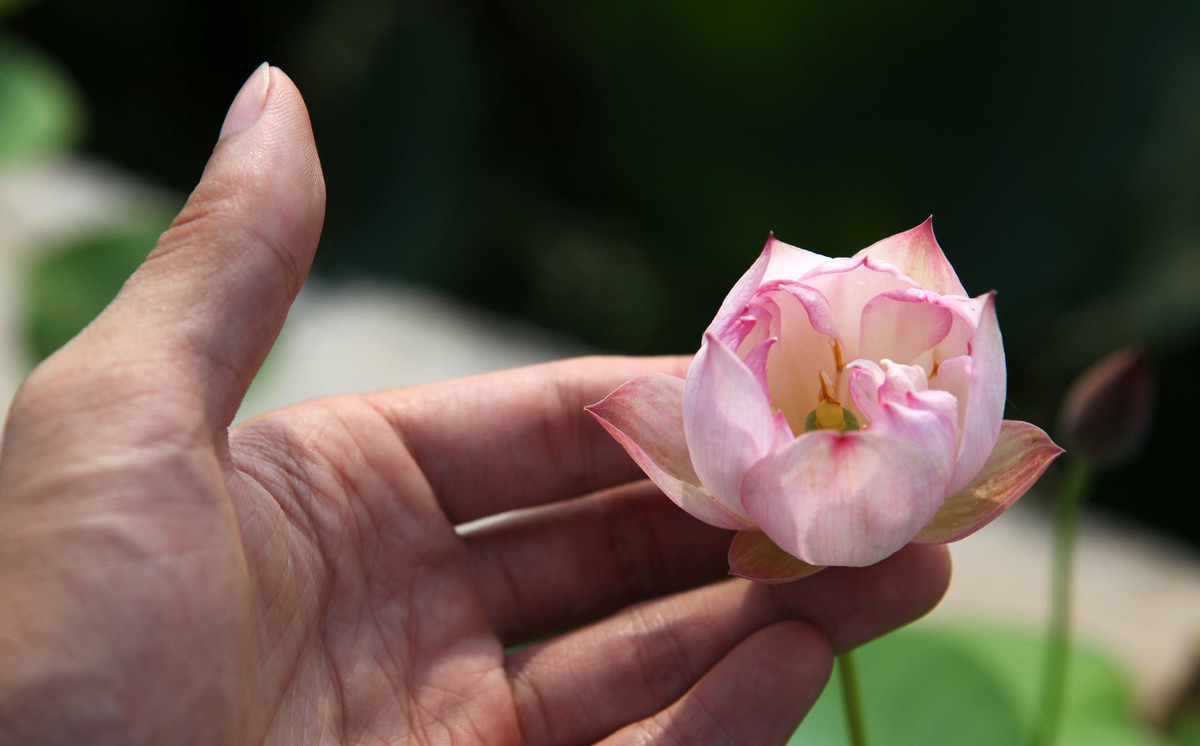 如何分辨碗莲种子的真假,怎么分辨碗莲种子的真假