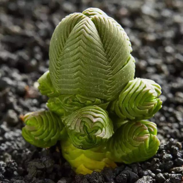 推荐轻松玩转100种常见多肉植物,700种多肉植物图鉴pdf百度云