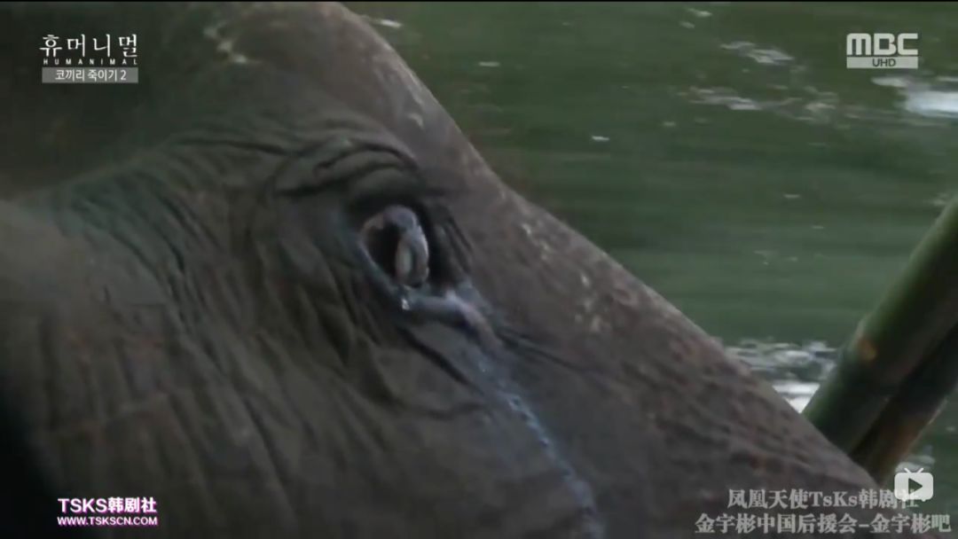 韩国寄生虫深度解析,寄生虫韩国结局