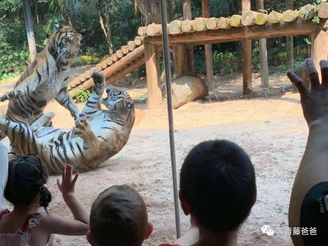 广州长隆游玩攻略水上乐园怎么去,过年去珠海长隆海洋王国游玩攻略