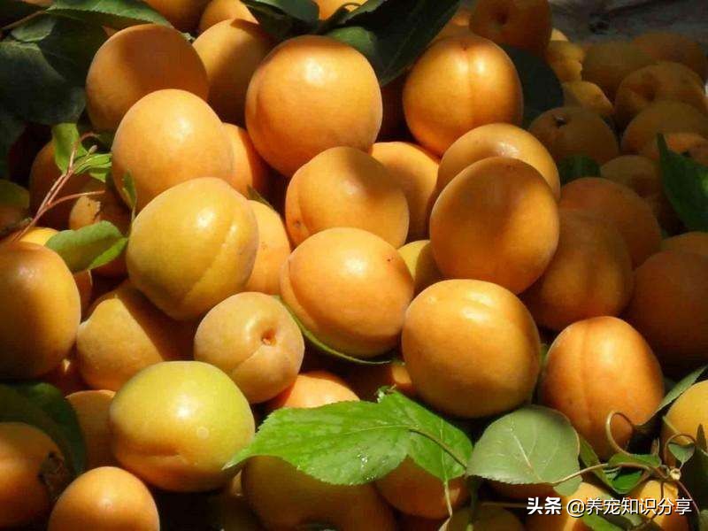 哪些水果对狗狗有用,狗吃太多水果有什么危害