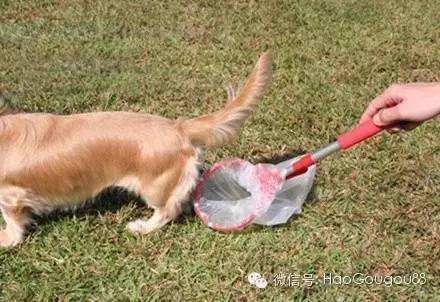遛狗时狗狗撒尿怎么清理,外出遛狗正确处理狗粑粑的方法