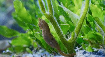 9.9恋爱游戏,9.9分恋爱番