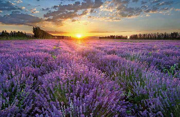 去薰衣草庄园来一场梦幻之旅,推荐一个好地方薰衣草庄园