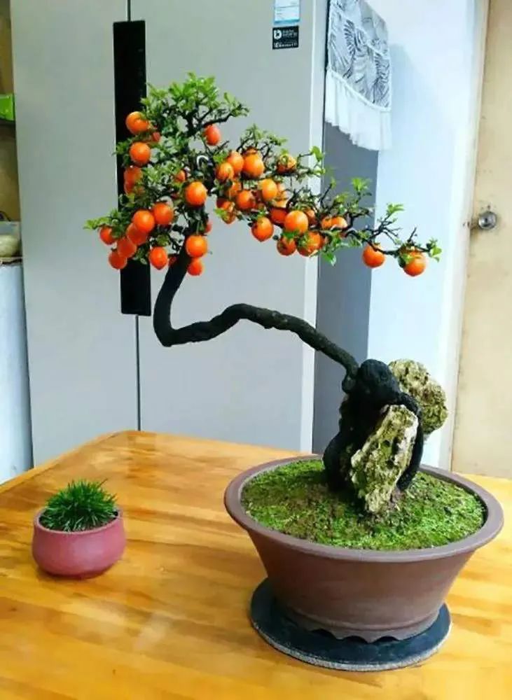 树木盆景养护包含六个方面的工作,盆景树如何照顾