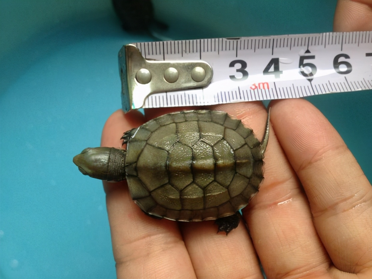 石龟市场为何崩盘,石龟市场今年会崩盘吗