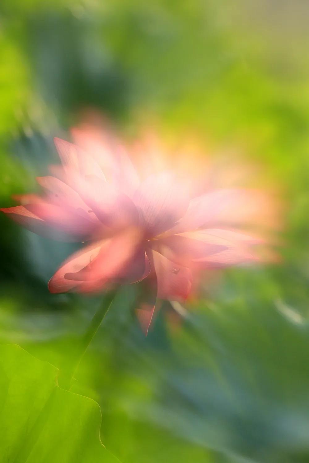 津门网金熙男：梦幻荷韵