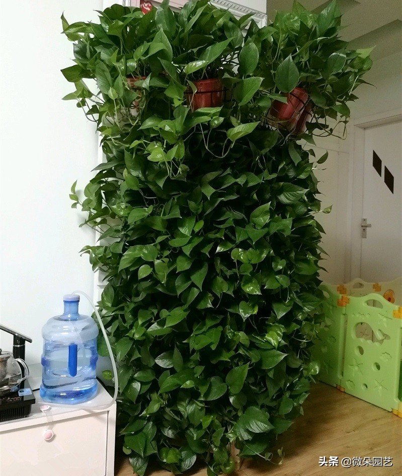 绿萝吊兰怎么养成瀑布,绿萝吊兰养成了瀑布