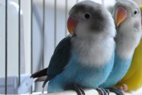 面类牡丹鹦鹉品种介绍及图片,牡丹鹦鹉品种介绍及图片和名字