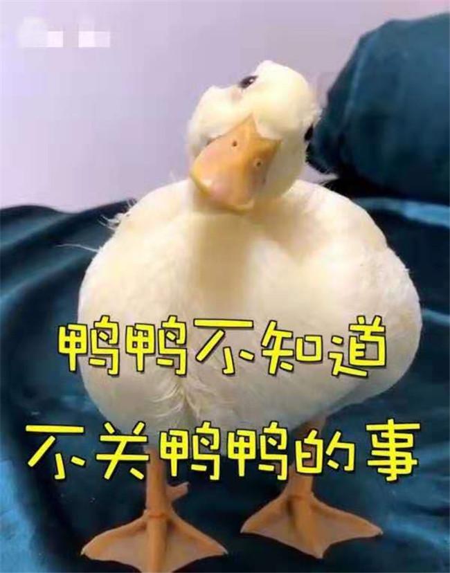 格格：“电动鸭刷”魔性走红，主人：为它不吃鸭肉，它拿我当妈