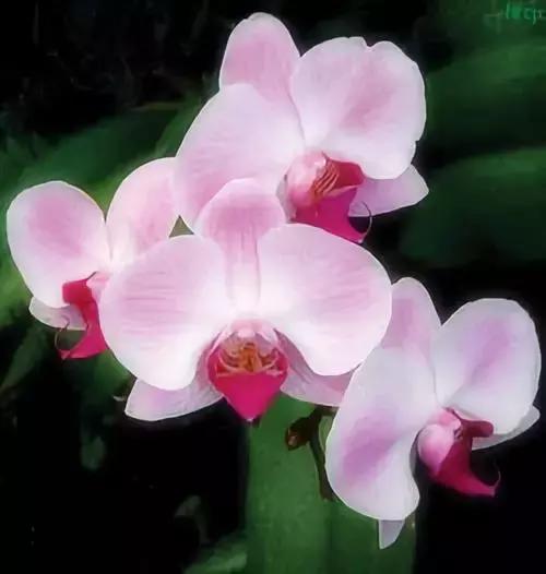 100种花的英文和花语是什么,100种花的花语以及送花礼仪分享