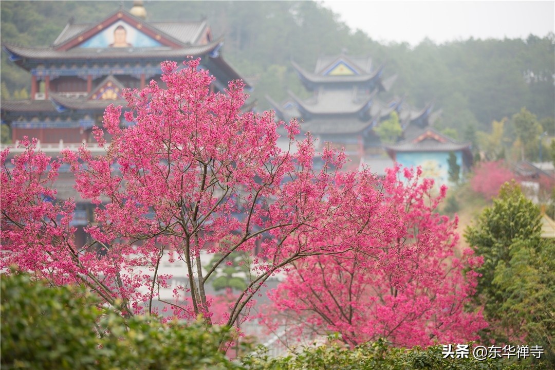 万行大和尚讲因果,万行大和尚讲开悟