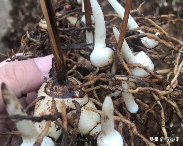 白芨种植的前景怎么样,白芨种植前景和适应省份