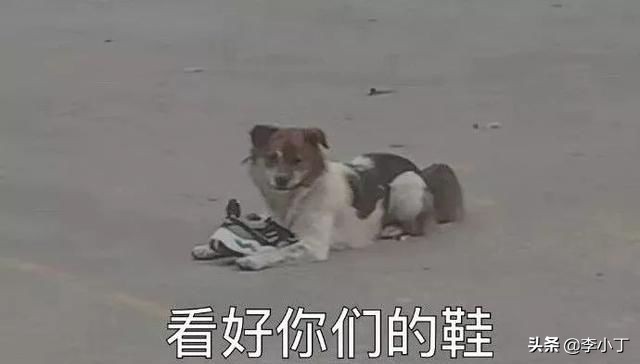 全网通缉的两条狗,全网通缉的狗