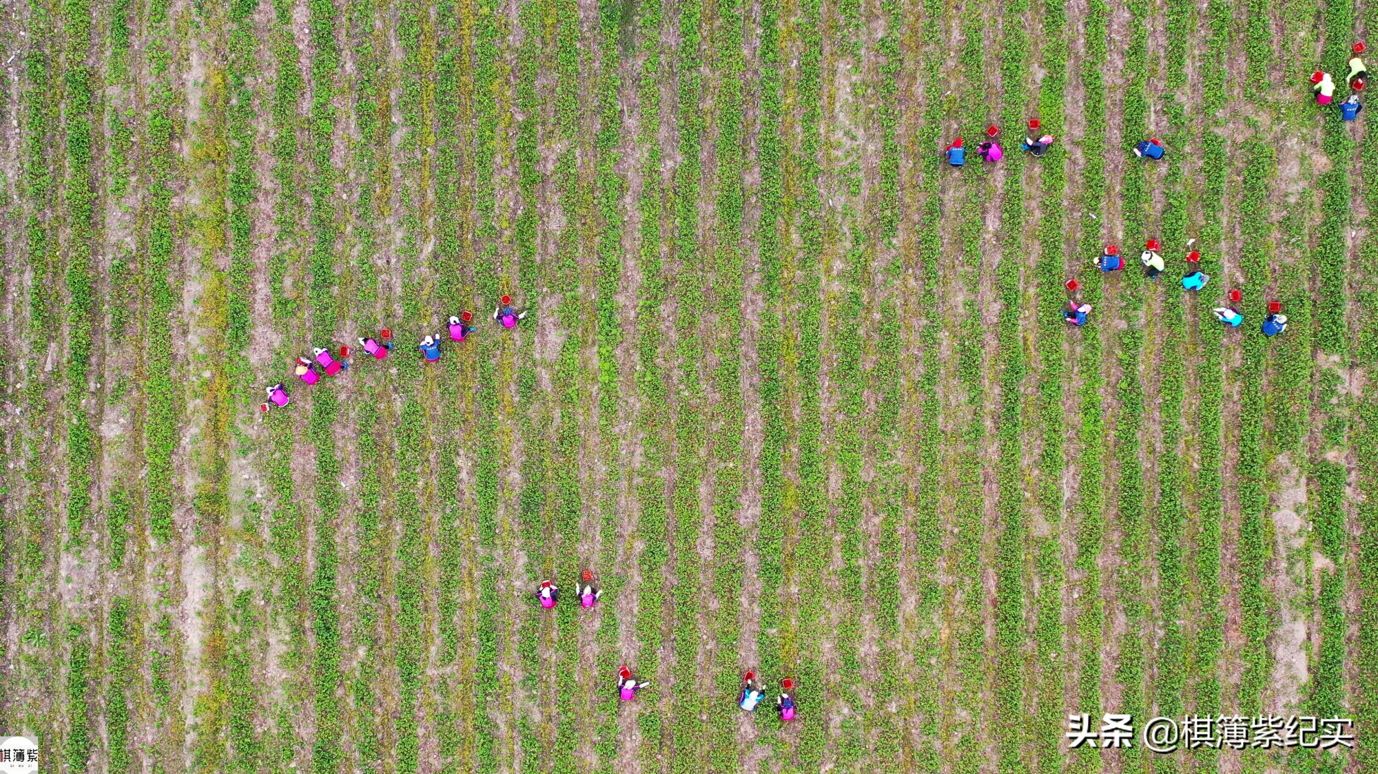 草莓王传奇：200多个大棚，实施空中草莓计划，明年手机遥控草莓