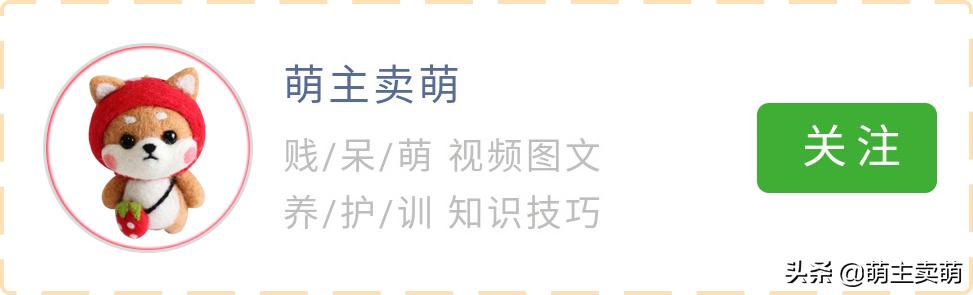 柯基狗狗软便拉稀怎么办,柯基狗狗拉稀呕吐怎么办大便很臭