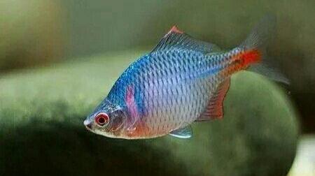 想在原生缸里放河蚌需要怎么处理,野生鱼它是如何繁殖的