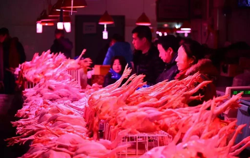 被吹上天的燕窝，根本没啥用