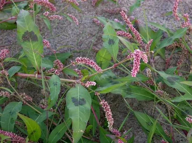 教你认识那些路边的野生中草药,如何识别路边的野生中草药