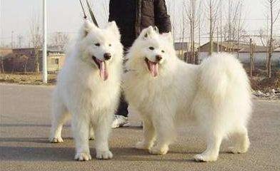 狗狗出门兴奋的解决方法,狗狗出门很兴奋乱叫怎么办