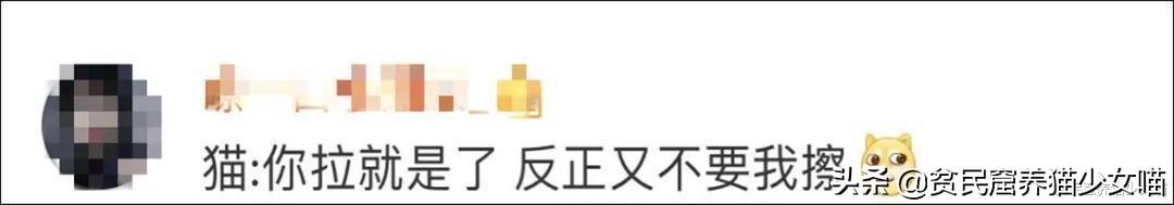 铲屎官对家养猫咪失望,铲屎官对猫咪的无语瞬间