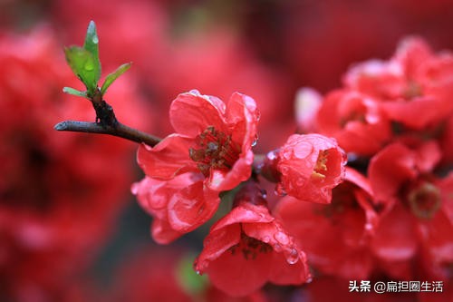 李煜人生长恨水长东什么意思,李煜人生长恨水长东